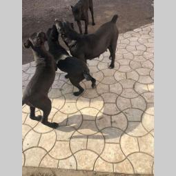 cane corso stari 8 meseci besplatni mali oglasi