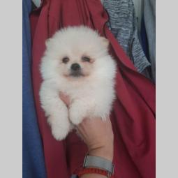 pomeranac extra mini štenci besplatni mali oglasi
