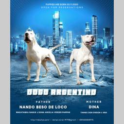 dogo argentino štenci besplatni mali oglasi
