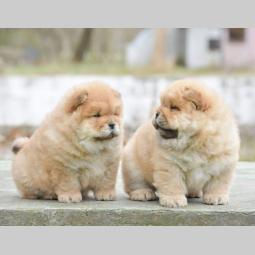 chow chow dva muška šteneta besplatni mali oglasi