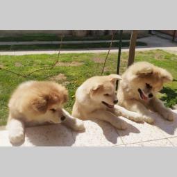 japanska akita štenci besplatni mali oglasi
