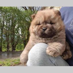 chow chow muško štene besplatni mali oglasi