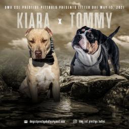 pitbull štenci rezervacija besplatni mali oglasi