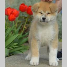 japanska akita, kučići sa odličnim pedigreom besplatni mali oglasi