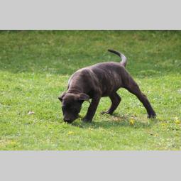 presa canario štenci besplatni mali oglasi