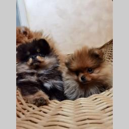 pomeranac boo štenci na prodaju besplatni mali oglasi