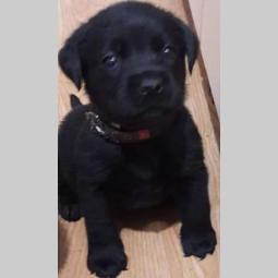 štenc braon labradora besplatni mali oglasi