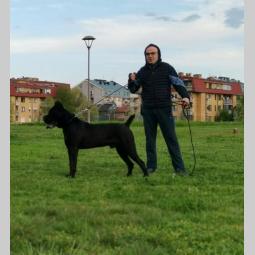 kane korso mužjak slobodan za parenje besplatni mali oglasi