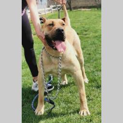 dogo canario ženka izuzetnih krvnih linija besplatni mali oglasi