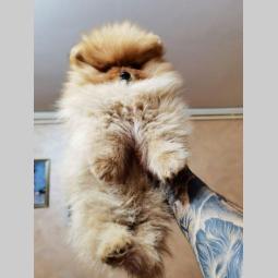 pomeranac boo štenci besplatni mali oglasi