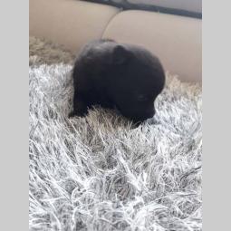 stenci nemackog pomeranskog spica besplatni mali oglasi