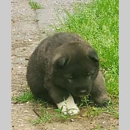 američka akita štenci besplatni mali oglasi