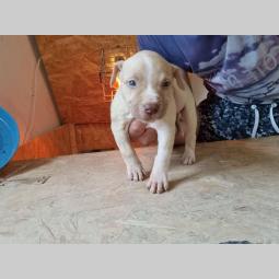 štenci pit bula raznih boja besplatni mali oglasi