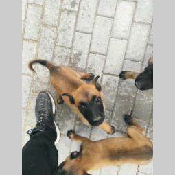 belgijski ovčar malinoa ženska štenad besplatni mali oglasi