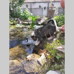 patuljasti šnauceri štenci besplatni mali oglasi