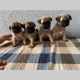 mops štenci na podaju besplatni mali oglasi
