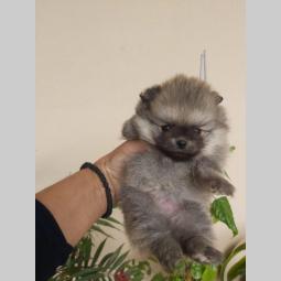 štenci pomeranskog špica besplatni mali oglasi