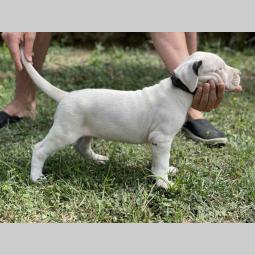 štenci dogo argentino odličnog porekla besplatni mali oglasi