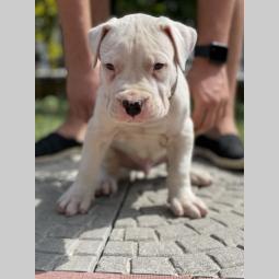 štenci dogo argentino odličnog porekla besplatni mali oglasi