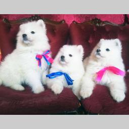 samojed štenci besplatni mali oglasi