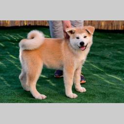japanska akita štenci besplatni mali oglasi