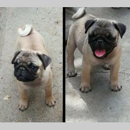 mops prvobirano štene besplatni mali oglasi