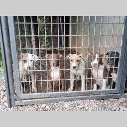 pitbull štenci besplatni mali oglasi
