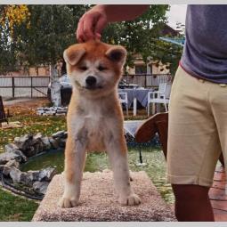 akita inu dva mužjaka besplatni mali oglasi