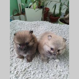štenci pomeranskog špica besplatni mali oglasi