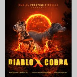 pitbul štenci besplatni mali oglasi