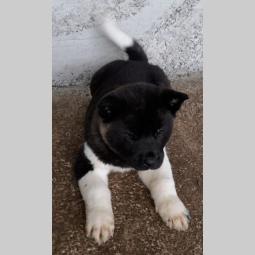 američka akita štenci besplatni mali oglasi