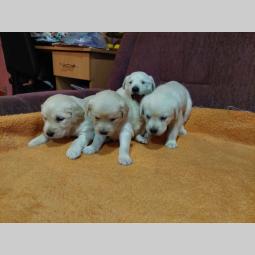 labrador štenci besplatni mali oglasi