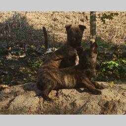 štenci crne malinoe i holandskog ovčara besplatni mali oglasi