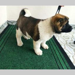amaerička akita štenci besplatni mali oglasi
