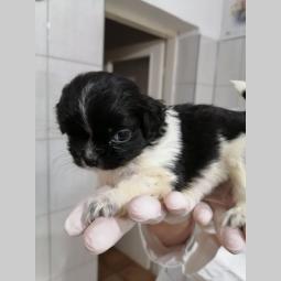 pekinezer štenci besplatni mali oglasi