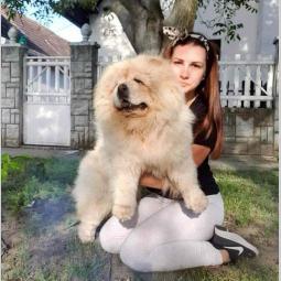 čau čau mužjak i ženka besplatni mali oglasi