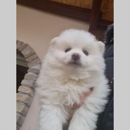 prelepi beli pomeranci besplatni mali oglasi