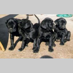 cane corso štenci besplatni mali oglasi