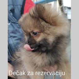 pomeranski špic mužjaci besplatni mali oglasi