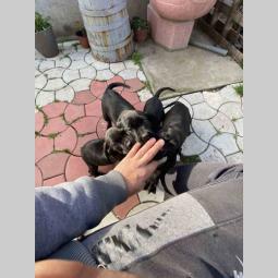 cane corso štenci besplatni mali oglasi
