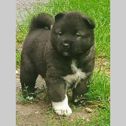 američka akita besplatni mali oglasi