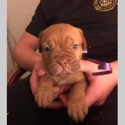 bordoške doge štenci besplatni mali oglasi