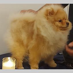 pomeranac besplatni mali oglasi