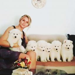 štenci samojeda rezervacija besplatni mali oglasi