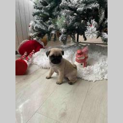 mops štenci besplatni mali oglasi
