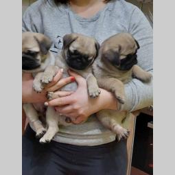 mops štenci besplatni mali oglasi