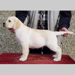 labradori štenci besplatni mali oglasi