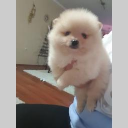 štenci pomeranaca besplatni mali oglasi