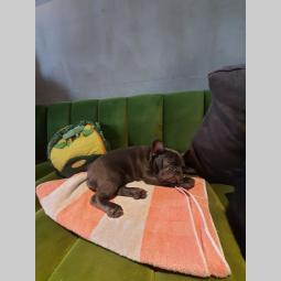 francuski buldog štenci besplatni mali oglasi