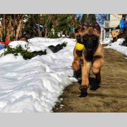 malinoa štenci besplatni mali oglasi